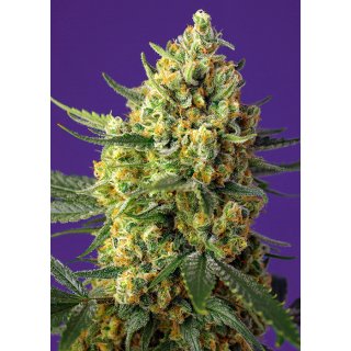 Sweet Seeds Crystal Candy XL autofem 5er