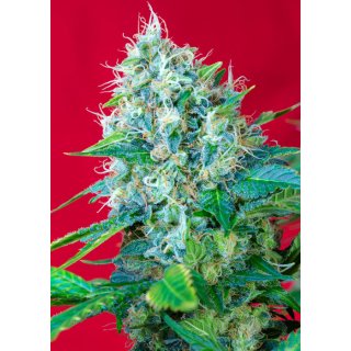 Sweet Seeds Green Poison female 3er