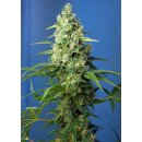 Sweet Seeds Honey Peach CBD autofem 3er