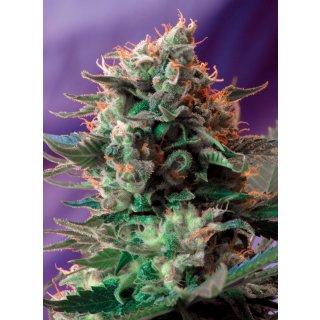 Sweet Seeds Jack 47 F1 Fast Version female 3er