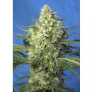 Sweet Seeds Jack 47 XL autofem 3er