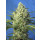 Sweet Seeds Jack 47 XL autofem 5er