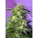 Sweet Seeds Killer Kush autofem 25er