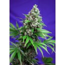 Sweet Seeds Killer Kush F1 Fast Version female 5er