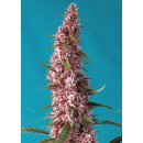Sweet Seeds Red Pure CBD autofem 5er