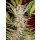 Sweet Seeds S.A.D Sweet Afgani Delicious F1 Fast Version female 5er