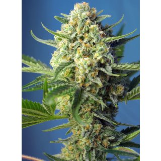 Sweet Seeds S.A.D. Sweet Afgani Delicious autofem 3er