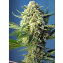 Sweet Seeds S.A.D. Sweet Afgani Delicious autofem 5er