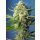 Sweet Seeds S.A.D. Sweet Afgani Delicious autofem 5er