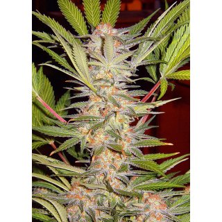 Sweet Seeds S.A.D. Sweet Afgani Delicious S1 female 3er