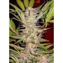 Sweet Seeds S.A.D. Sweet Afgani Delicious S1 female 3er