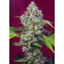 Sweet Seeds San Fernando Lemon Kush female 3er