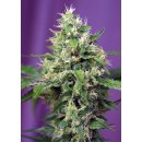 Sweet Seeds Sweet Amnesia Haze XL autofem 25er