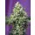 Sweet Seeds Sweet Amnesia Haze XL autofem 5er