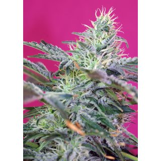 Sweet Seeds Sweet Cheese autofem 3er