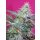 Sweet Seeds Sweet Cheese autofem 3er