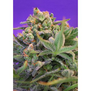 Sweet Seeds Sweet Cheese F1 Fast Version female 3er