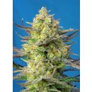 Sweet Seeds Sweet Cheese XL autofem 25er