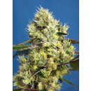 Sweet Seeds Sweet Gelato autofem 25er