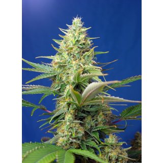 Sweet Seeds Sweet Pure CBD autofem 3er