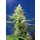 Sweet Seeds Sweet Pure CBD autofem 3er