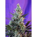 Sweet Seeds Sweet Skunk autofem 25er