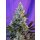 Sweet Seeds Sweet Skunk F1 Fast Version female 25er