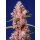 Sweet Seeds Tropicanna Poison F1 Fast Version female 3er