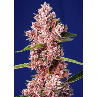 Sweet Seeds Tropicanna Poison F1 Fast Version female 5er