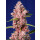 Sweet Seeds Tropicanna Poison F1 Fast Version female 5er