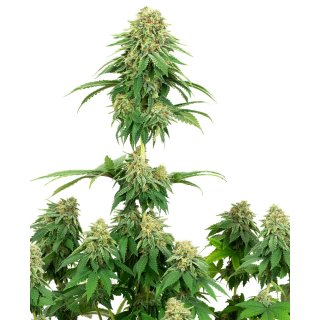 White Label Seeds Girl Scout Cookies female 10er
