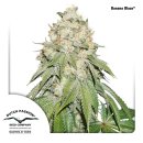 Dutch Passion Banana Blaze female 3er