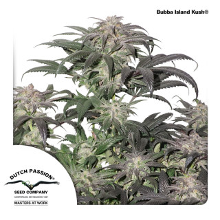 Dutch Passion Bubba Island Kush female 10er