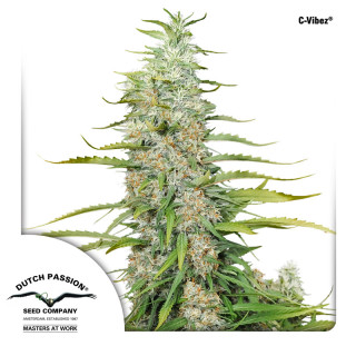 Dutch Passion C-Vibez female 3er