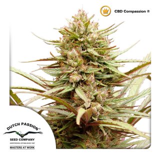 Dutch Passion CBD Compassion female 5er