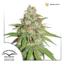 Dutch Passion Glueberry O.G. female 3er
