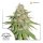 Dutch Passion Glueberry O.G. female 3er