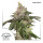 Dutch Passion Kerosene Krash female 3er