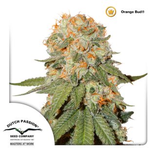 Dutch Passion Orange Bud female 10er