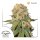 Dutch Passion Orange Bud female 10er