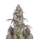 Fast Buds Lemon Pie autofem 3er