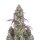 Fast Buds Lemon Pie autofem 3er