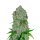 Fast Buds Orange Sherbet autofem 3er