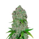 Fast Buds Orange Sherbet autofem 5er