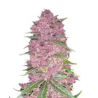 Fast Buds Purple Lemonade autofem 3er