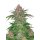 Fast Buds Strawberry Pie autofem 3er