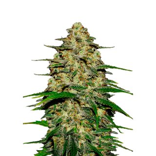 Fast Buds Wedding Cheesecake autofem 3er