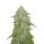 Fast Buds Original Amnesia Haze autofem 3er