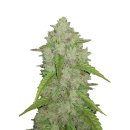 Fast Buds Original Amnesia Haze autofem 5er