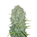 Fast Buds Original Northern Lights autofem 10er